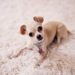Renters Insurance for Pet Owners: Coverage for Your Furry Friends